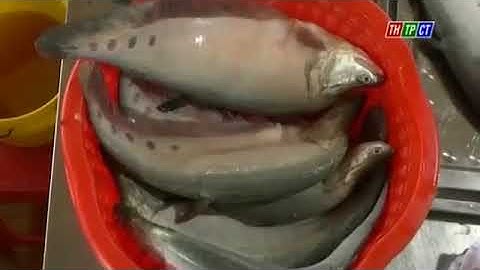 Cá thát lát rút xương ngày tết “cháy hàng”[0918.777.146 TÔM GIỐNG SÓC TRĂNG CP GOAL]