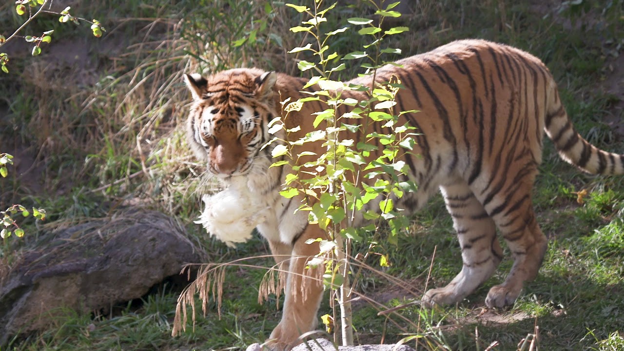 International Tiger Day 2019