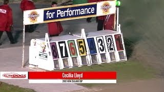 Historic Greyhound Races screenshot 5