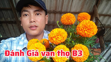 đánh giá vạn thọ B3 rồng vàng chi tiết từ A đến Z - huỳnh tinh vlog 