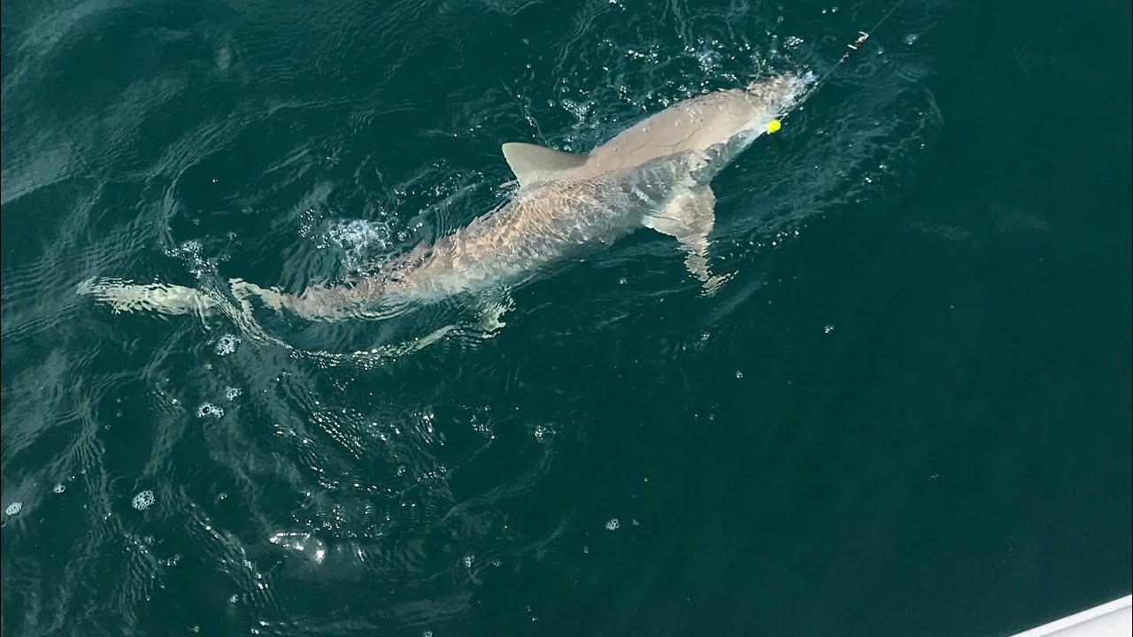 Shark Englewood Beach Florida YouTube