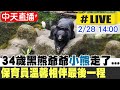 【中天直播#LIVE】34歲黑熊爺爺&quot;小熊&quot;走了...保育員溫馨相伴最後一程 20240228 @CtiNews