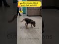 ආතල් එකේ ඉන්නොනේ🤣🤣 cat#funnyanimals#funny#cute#srilanka#shorts#short#trendingshorts#lankan#cats
