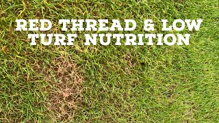 Red Thread (Turf Disease) & Low Nutrition Levels on a Sports Pitch #groundsmaintenance #groundsman screenshot 5