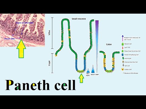 Paneth cell