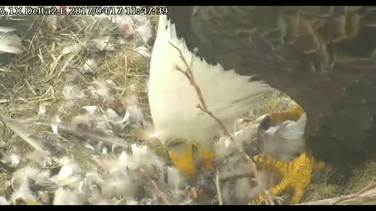 bald eagles in wisconsin Delta 2 EAST 11:35am Apr 17, 2017 Pa de-feathers bird for feeding