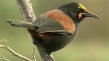 David Attenborough Up Close with Exotic Birds in New Zealand | BBC Studios