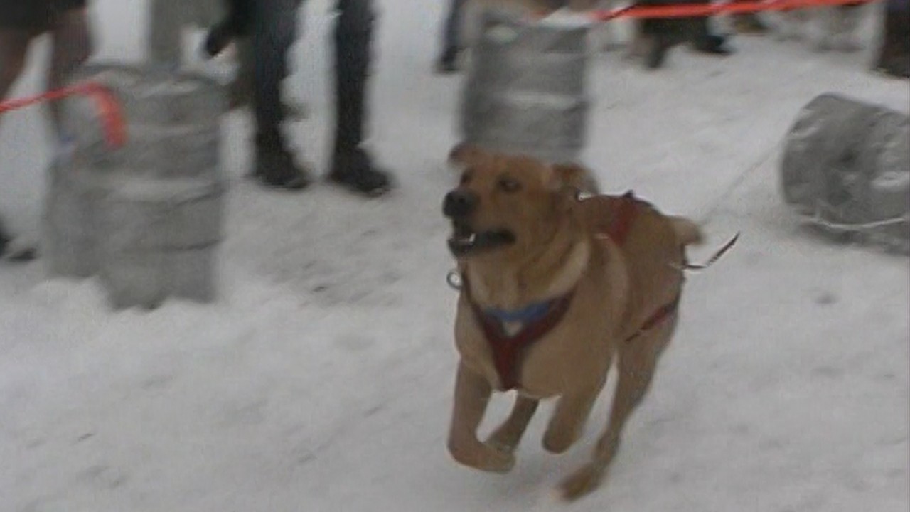 K9 Keg Pull and Parade of Lights | Sandpoint Winter Carnival (2002)