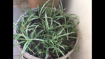 Thùng ủ rác đầy xử lý sao cho sạch?