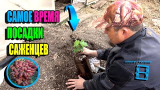 видео: ИДЕАЛЬНОЕ ВРЕМЯ ПОСАДКИ САЖЕНЦЕВ ВИНОГРАДА. ПЕРЕВАЛКА САЖЕНЦЕВ ВИНОГРАДА. СЕВЕРНЫЙ ВИНОГРАДНИК 23-17 картинка: ИДЕАЛЬНОЕ ВРЕМЯ ПОСАДКИ САЖЕНЦЕВ ВИНОГРАДА. ПЕРЕВАЛКА САЖЕНЦЕВ ВИНОГРАДА. СЕВЕРНЫЙ ВИНОГРАДНИК 23-17