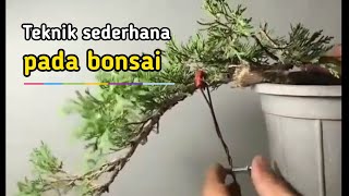 TEKNIK SEDERHANA PADA BONSAI | TRY IT