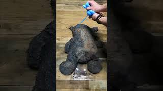 Extreme Dirty Carpet Cleaning After 50 Years – So Satisfying ASMR #shorts