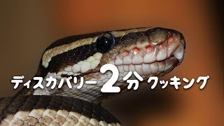ディスカバリー2分クッキング | ヘビの丸焼き | (ディスカバリーチャンネル)