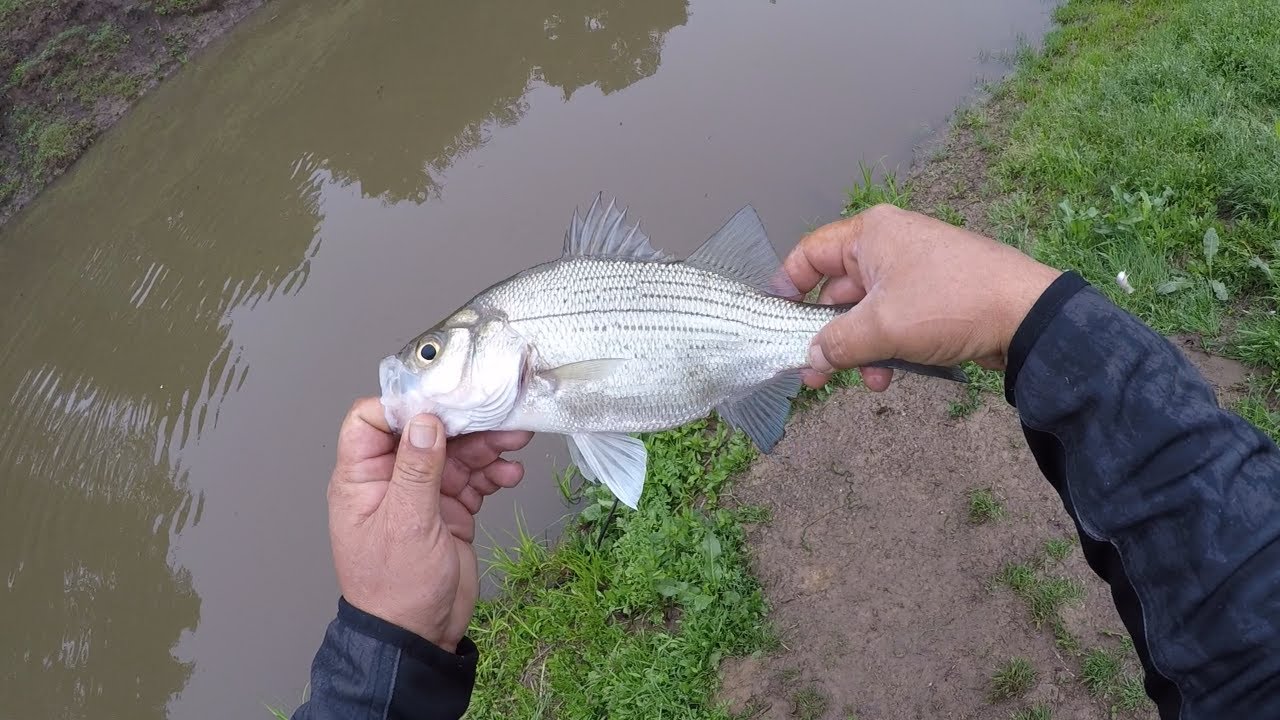 White Bass Fishing at Yegua Creek (3/22/2020) YouTube