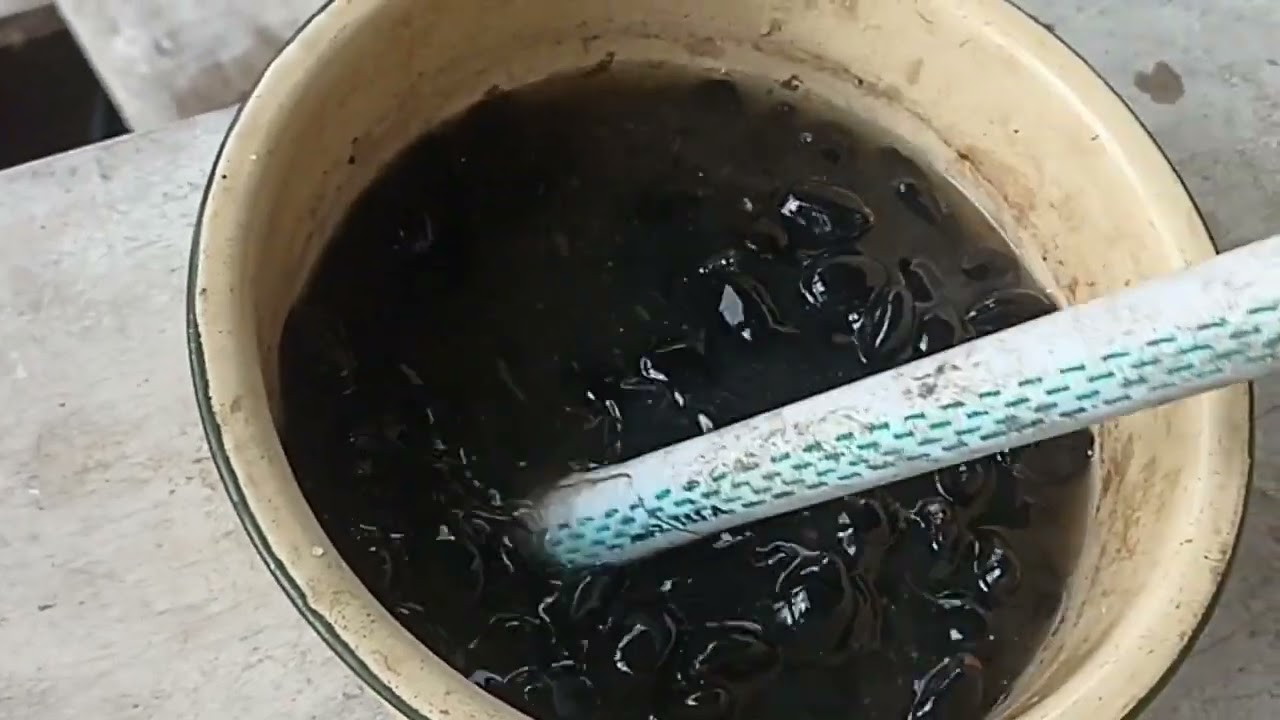 Cara mempercepat pertumbuhan tunas benih Aren Genjah.