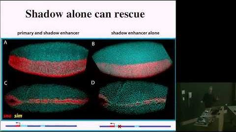 Whole-Genome Analysis of Transcriptional Precision in the Drosophila Embryo