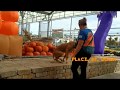 Great Dane puppy learns to be a gentle giant! Off Leash K9 Training Knoxville TN Great Dane puppy learns to be a gentle giant! Off Leash K9 Training Knoxville TN