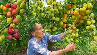 滿園李子成熟摘回做可口李子酒等待一個月的美味Ripe plums, grandma used to make fruit wine and cook#李子 广西 美食 玉林阿婆