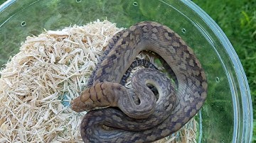 I got Scrub Pythons!