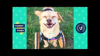 TRY NOT TO AWW! FUNNY and CUTE ANIMALS Videos Compilation 2018 | Funny Vine