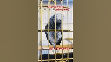 تلاوه عطره من القران الكريم #foryou #birds #cutebird #اكسبلور