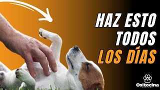 9 COSAS QUE A TU PERRO LE GUSTAN según la ciencia