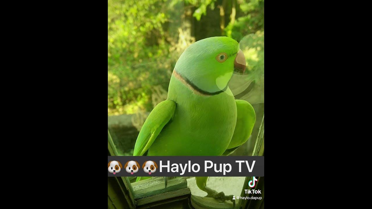 Haylo Dapup 4 President 🐶🐶🐶 part 6 - YouTube