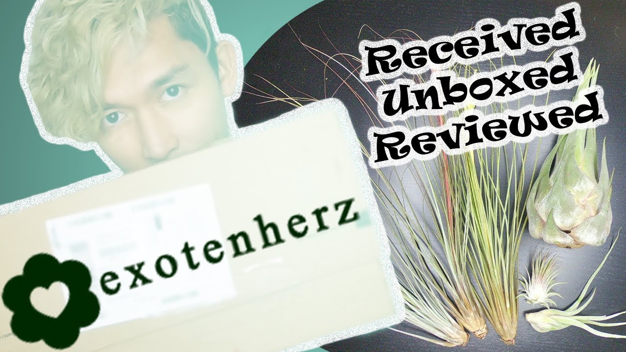 Unboxing Air Plants from EXOTENHERZ 