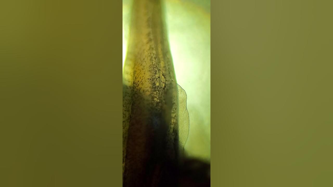 Brook Trout hatched in School MicroHatcheries Program hatchery YouTube