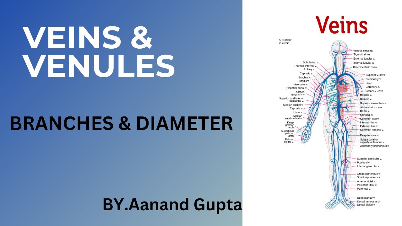 VEINS & VENULES IN HINDI LAYERS OF VEINS DIAMETER OF VEINS YouTube