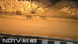 Video of 8 lions roaming Gujarat town causes panic