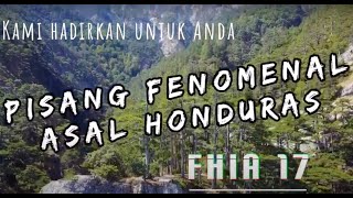 PISANG FENOMENAL ASAL HONDURAS [ Fhia-17 ]: 1 TANDAN 70-75 KG