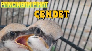 SUARA PIKAT ANAKAN CENDET