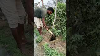 सुबह की ठंडी हवा में टमाटर की सिंचाई | देखिए असली खेती #farming #viralvideo