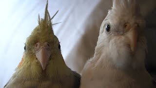 Cockatiels up close and personal