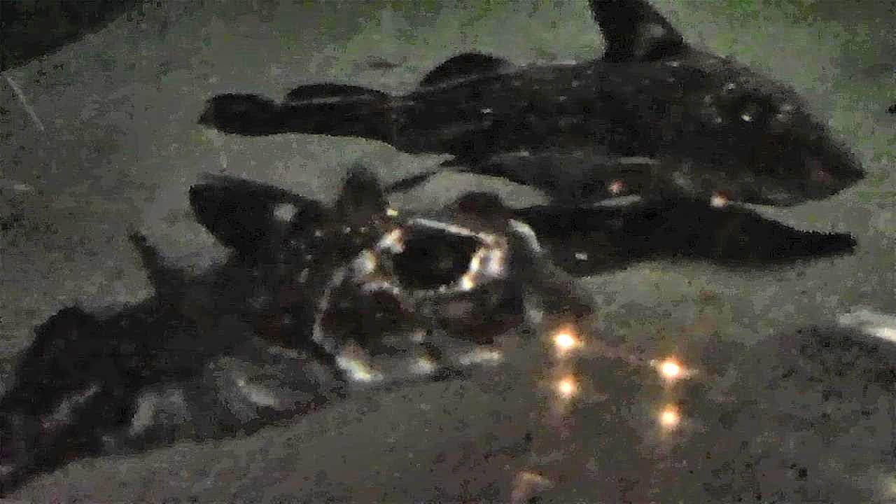 camera iphone 8 plus apk 泳ぐギンザメ 「スポッテッド・ラットフィッシュ」①（葛西臨海水族園）Spotted ratfish