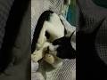Cute cat. #cat #meow #kitty #kitten #pets #bilai #shorts #animals #reels #foryou #trending #feed #mu