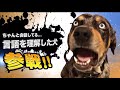 爆笑イッヌ全員参戦!!part19