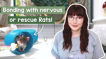 Bonding with nervous / rescue Rats | Their first week home
