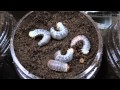 ギラファの幼虫／足立区生物園／2011年10月23日 の動画、YouTube動画。