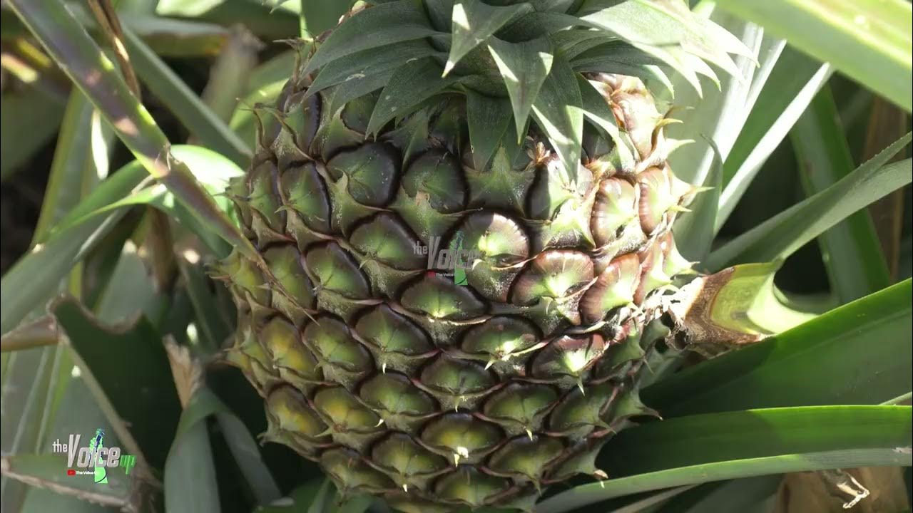Mastering pineapple farming in Uganda From planting to Profit YouTube