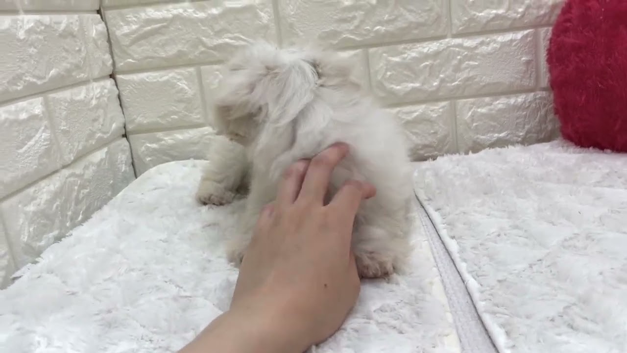 細川さん作品、小さなマルチーズ No.211580マルチーズ︎︎ ♀～ペットショップ犬の家＆猫の里～ - YouTube