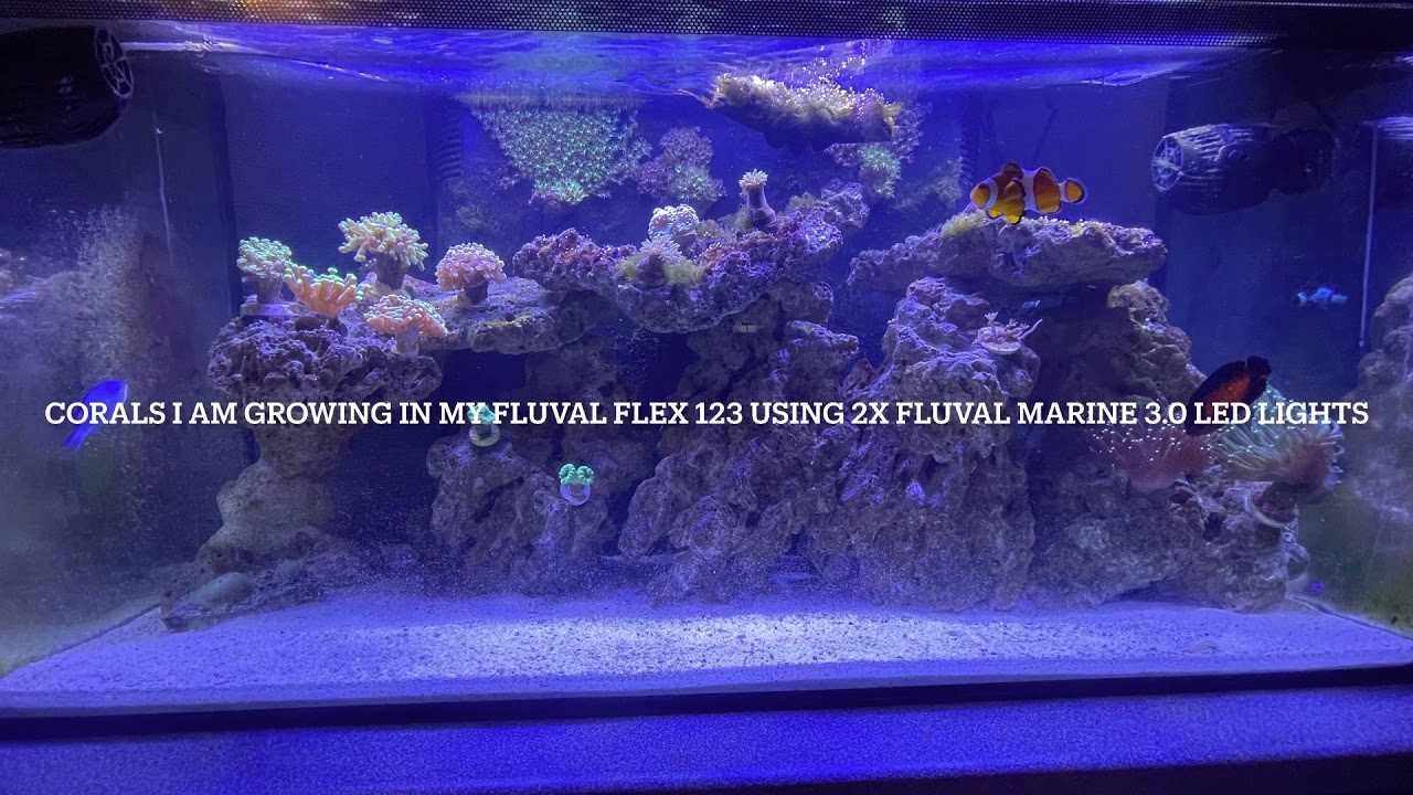 corals i am keeping in my fluval flex 123 with 2 fluval 3.0 lights