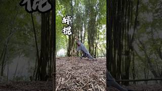 Understanding The Mind The Root Of All Things Wisdom From Bodhidharma