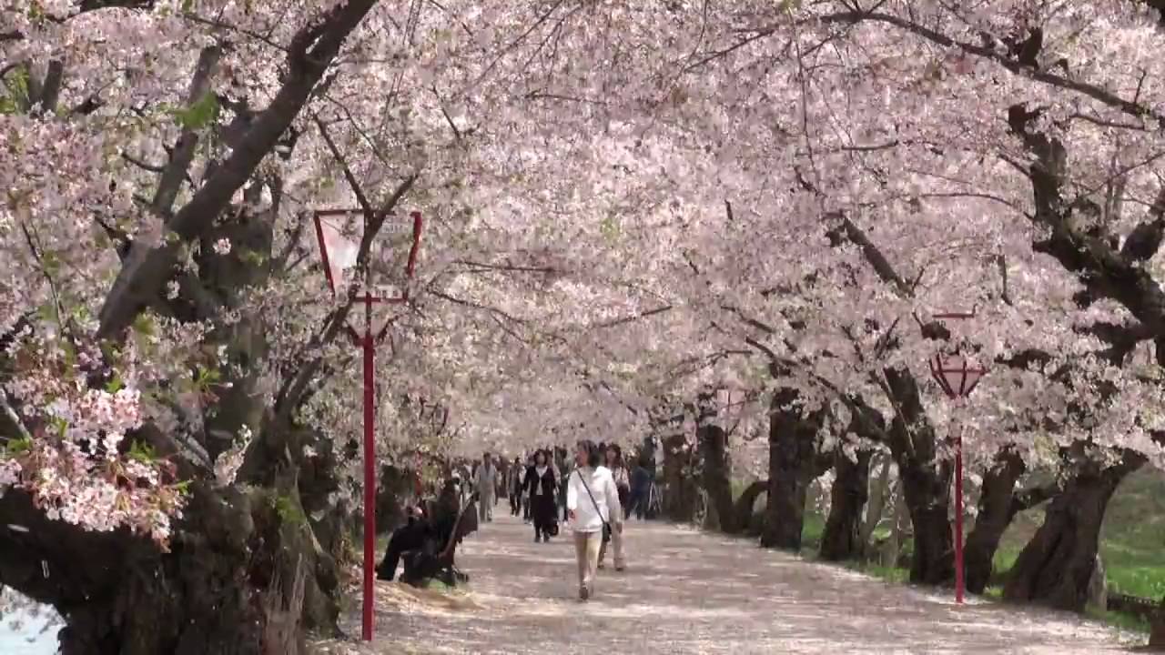 弘前公園 桜吹雪 Youtube
