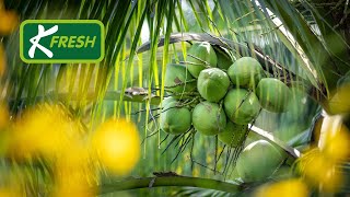 Story of K Fresh Nam Hom  Coconut