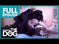 The Clumsiest Show Dog: Bailey | Full Episode | It's Me or the Dog