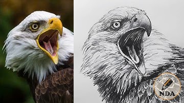 HOW TO DRAW A EAGLE - ART DRAWING NDA