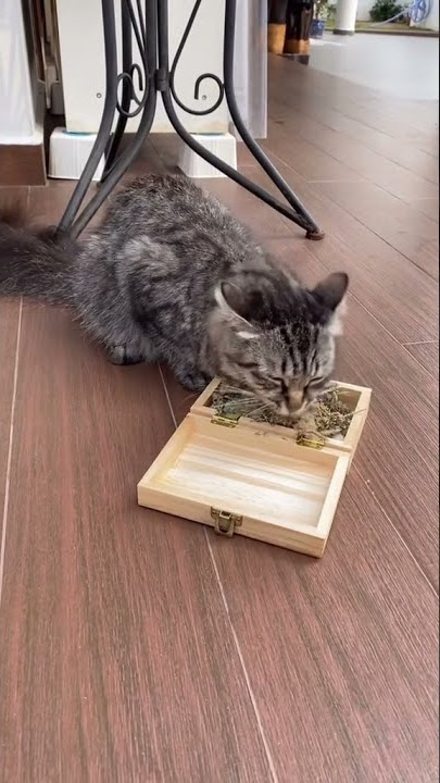 kucing nge-fly