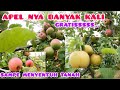 PANEN BUAH APEL LIAR DI PINGGIR JALAN || PART 2